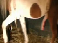 horse fuck and cum